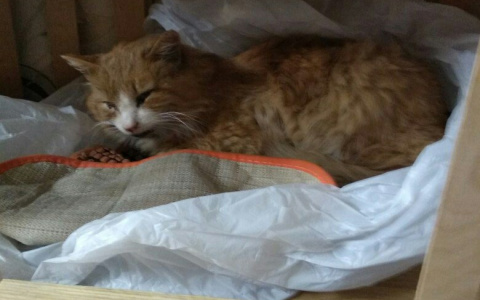 Пензенцы снова спасают кота, три дня умиравшего в машине