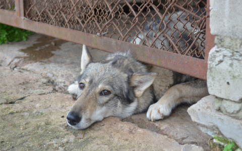 В Кузнецке родители покусанного собакой мальчика отсудили у хозяев 100 тысяч рублей