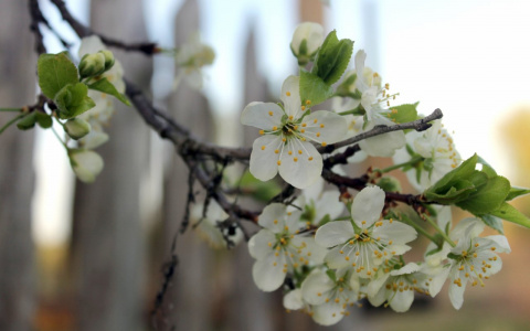 Синоптик рассказал, когда в Пензе растает снег