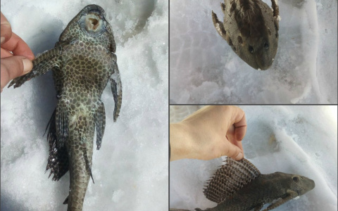 " Монстр", напугавший пензенца, оказался беззащитной жертвой хозяина