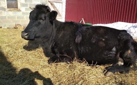 Депутат из Неверкинского села ответит за купленный на бюджетные деньги корм бычкам