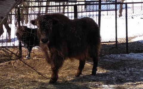 В Пензенский зоопарк к яку Зевсу привезли подругу Геру