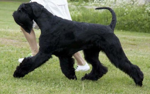 Почему вам стоит завести собаку породы ризеншнауцер?