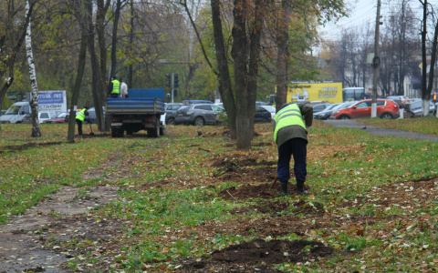 В лесу на Шуисте появится новый сквер