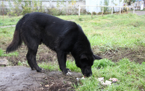 В Пензенской области выросла заболеваемость бешенством - Роспотребнадзор