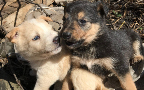 Пензенцы, желая спасти бездомную собаку, столкнулись с живодером