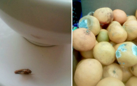 Пензенские магазины и кафе продают консервы с червями и кофе с мухами