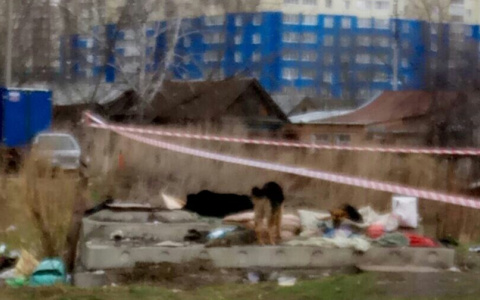 Собака в Терновке не отходит от места, где лежал завернутый в ковер труп ее хозяина