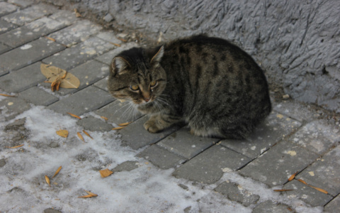 Пензенский приют для бездомных кошек и собак переполнен
