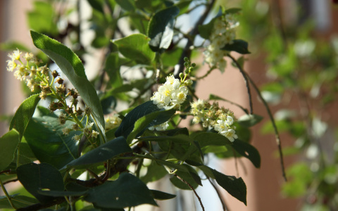 "Яндекс Погода" составила карту для аллергиков Пензы