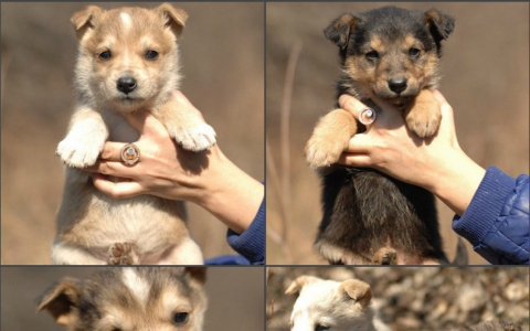 Пензенцы, желая спасти бездомную собаку, столкнулись с живодером: продолжение истории