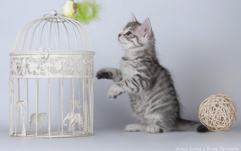 Приобретите сибирского котенка всего за 15000 рублей!