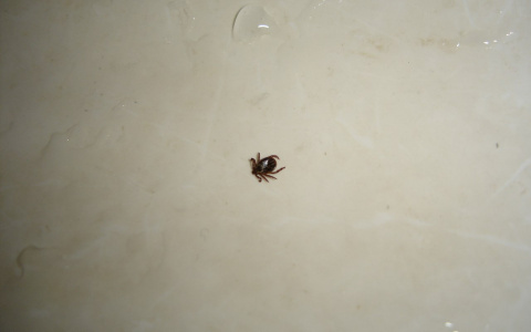 За весну более сотни пензенцев стали жертвами клещей