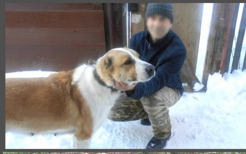 Хозяин алабая грозился убить собаку и угрожал пензенским волонтерам