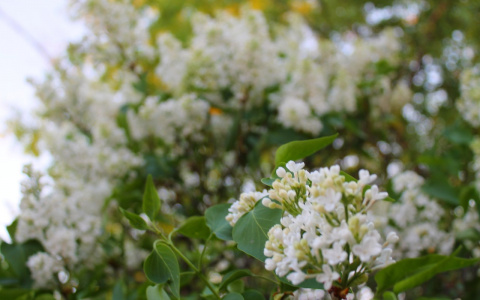 В Пензенской области вновь потеплеет