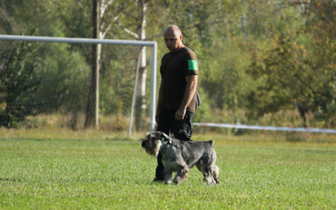 Как правильно дрессировать собак?