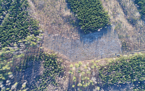 В отношении замминистра пензенского минлесхоза возбудили уголовное дело