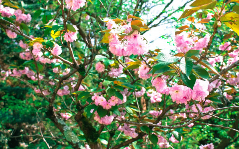 Прогноз погоды  в Пензе на субботу, 19 мая