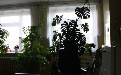 У мошенника хватило совести обмануть бабушку, продававшую инвалидную коляску