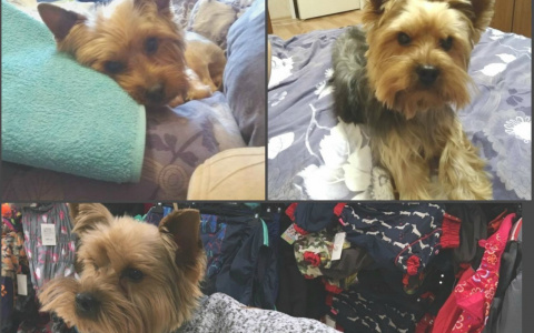 В Пензе появились мошенники, которые наживаются на пропавших животных