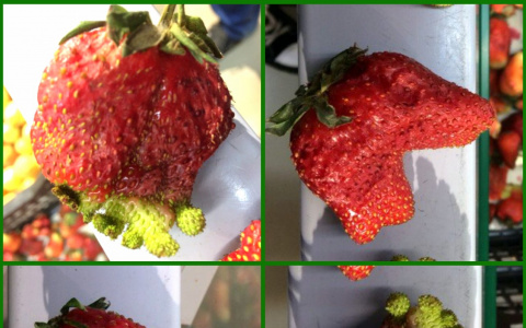 Клубника на гидропонике заполнила прилавки пензенских магазинов