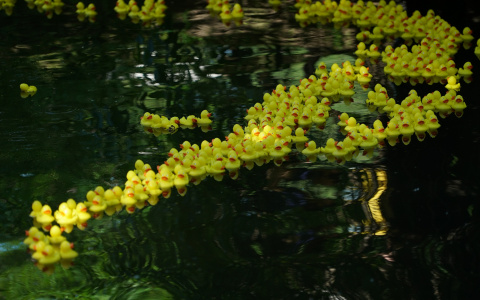 Tele2 и фонд «Навстречу переменам» провели гонку резиновых утят