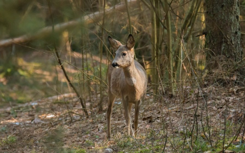 На Бугровке поймали потерявшуюся косулю