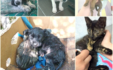 Пензенцы топили котят и щенков в болоте под Лебедевкой