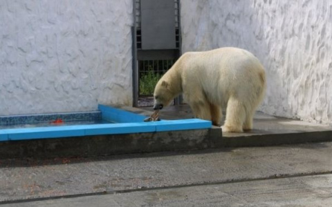 Белый медведь в пензенском зоопарке открыл рыболовный сезон