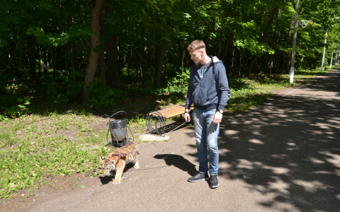 Тигр в пензенской квартире: 1,5 килограмма еды, прогулки и укус в ванной