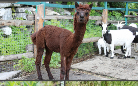 Рисунок мяча на ламе и автографы от волчат: пензенский зоопарк готовится к ЧМ по футболу