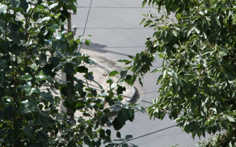 Спецтехника ночами борется с тополиным пухом в Пензе