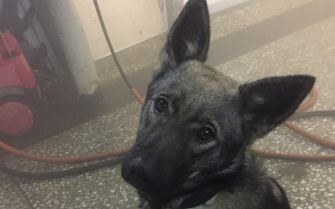 "Вознаграждение гарантируем!" - пензенцы просят помощи в поиске собаки