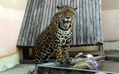 Работники пензенского зоопарка устроили квест ягуару