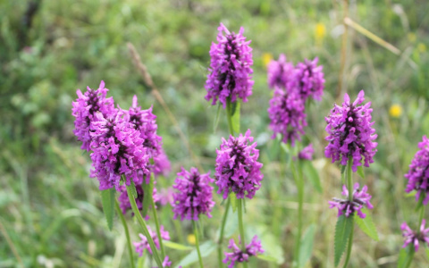 Прогноз погоды на понедельник 18 июня
