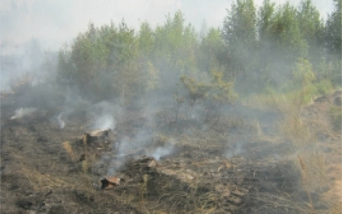 Под Пензой начали гореть леса: второй за сутки пожар произошел в Городищенском районе