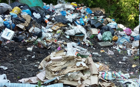 В дачной помойке под Пензой роются больные лисы: жалоба читателя