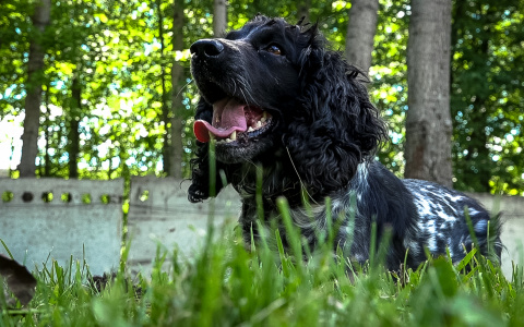 Спаниели в Росгвардии учатся искать взрывчатку каждый день