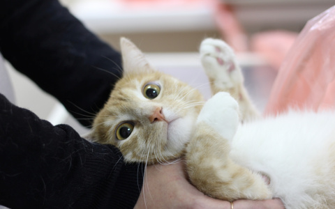 Как взять кошку и собаку за границу? Советы от пензенского Россельхознадзора