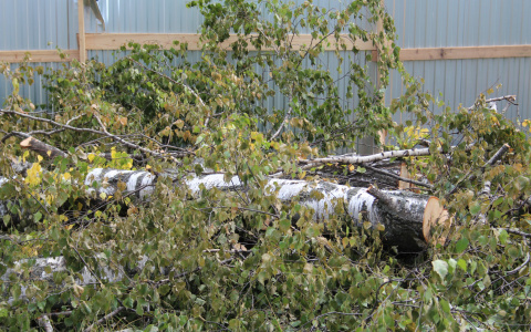 На территории лагеря "Белка" из-за урагана рухнуло 32 дерева