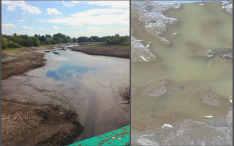 Любимый пруд рыбаков в Иссинском районе превратился в лужу с мертвой рыбой
