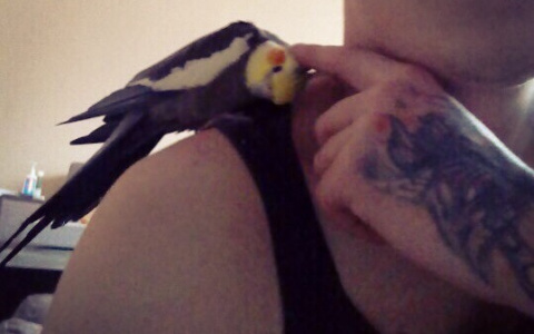 Жительница Пензы ищет попугая, который отзывается на свист