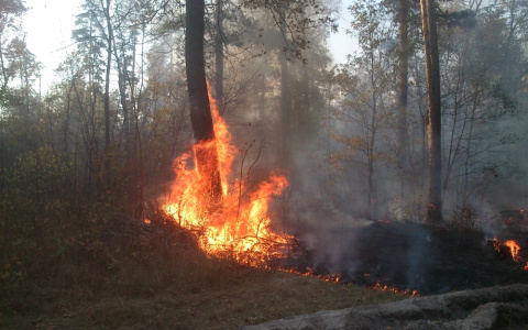 Из-за грозы в Пензенской области чуть не сгорел лес