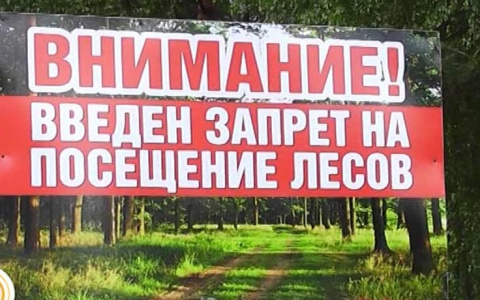 Запретная зона: пензенцам нельзя ходить в леса области