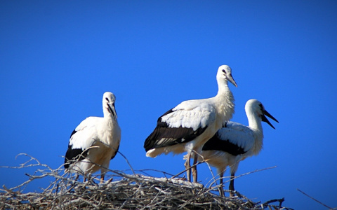 Жители Грабова подкармливают птенцов белых аистов, свивших гнездо в селе