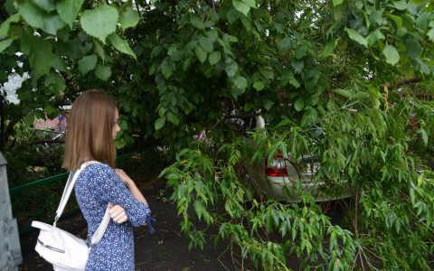 Из-за урагана пензячка может не продать автомобиль, придавленный деревом