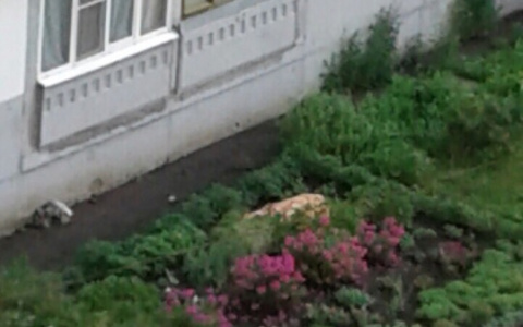 На улице Терновского обнаружено тело женщины, выпавшей из окна