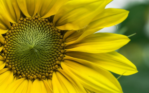 В Пензу возвращается жара! Прогноз погоды