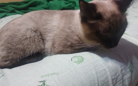 На улице Терновского с балкона выбросили сиамского кота