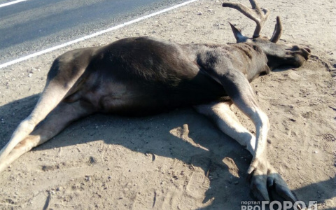 В ДТП в Мокшанском районе после столкновения с лосем пострадала пассажирка